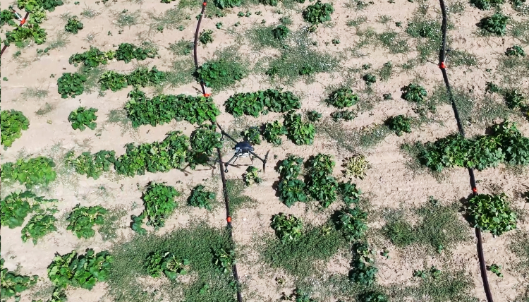 Tarımda teknoloji! Drone sayesinde 150 bin liralık kayıp önlendi - Bursa Hayat Gazetesi-4