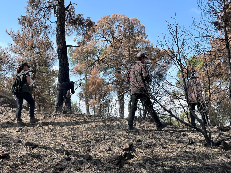 Bursa'da yangında zarar gören alanlar yeniden ormanlaştırılıyor - Bursa Hayat Gazetesi-3
