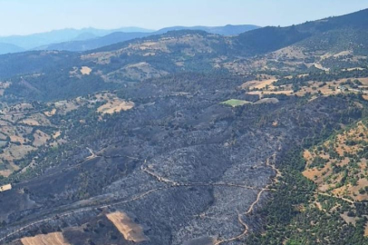 Bursa'da yangında zarar gören alanlar yeniden ormanlaştırılıyor