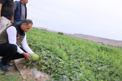 Kars'ta kavun ve karpuz ekimi yaygınlaştırılacak