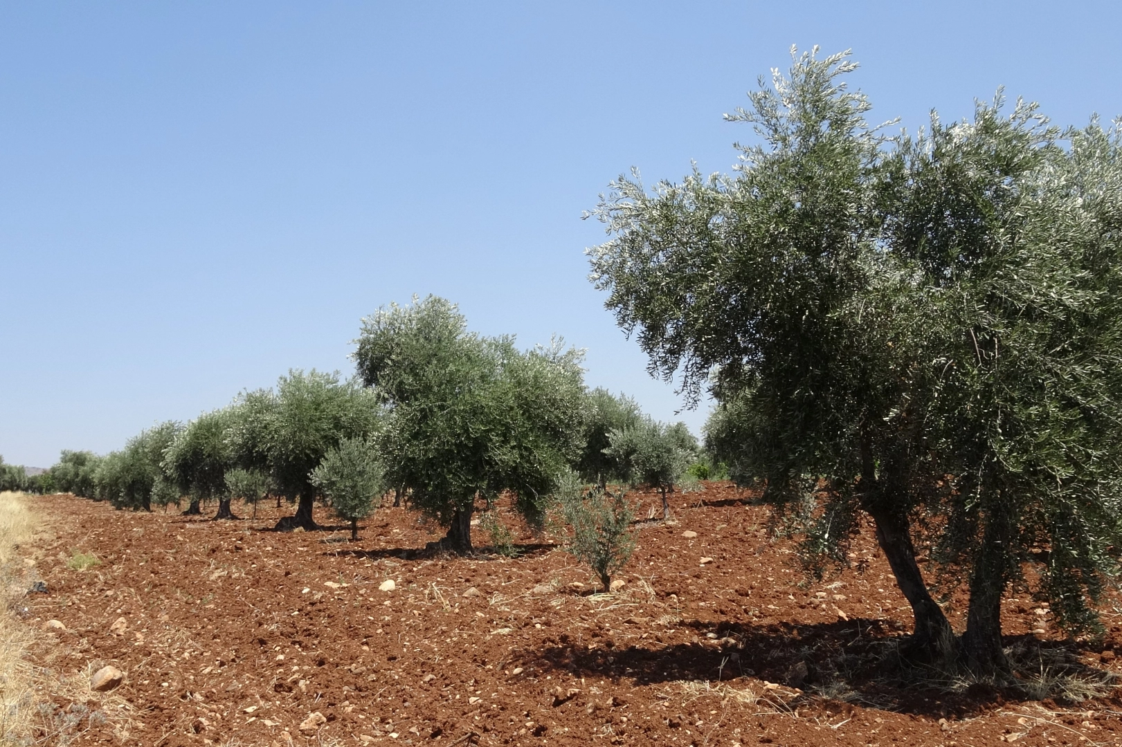 Kilis'te zeytin ve zeytinyağında yüksek rekolte beklentisi üreticiyi sevindirdi