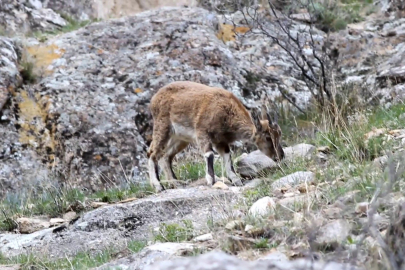 Zorlu sarp arazide yabani dağ keçileri görüntülendi