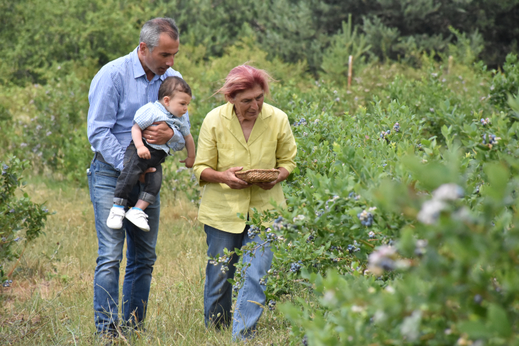 Emekli olup yerleştiği Bursa'da yaban mersini işine girdi - Bursa Hayat Gazetesi-5