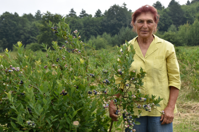 Emekli olup yerleştiği Bursa'da yaban mersini işine girdi