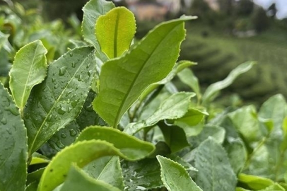 ÇAYKUR'dan yaş çay alımı açıklaması