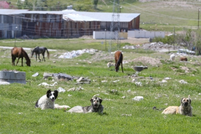 Sahipsiz hayvan popülasyonu kontrol altına alınacak!