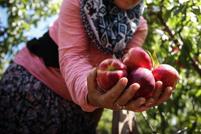 Bursa'nın meşhur lezzetti şeftali AB'den coğrafi işaret tescili aldı