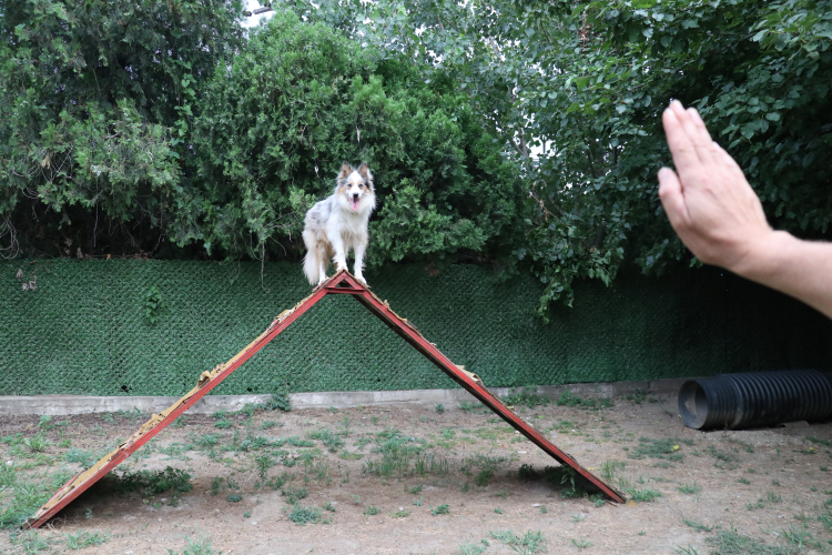 Bursa'da işitme engelli köpeği sahibi işaret komutlarıyla eğitti - Bursa Hayat Gazetesi-5