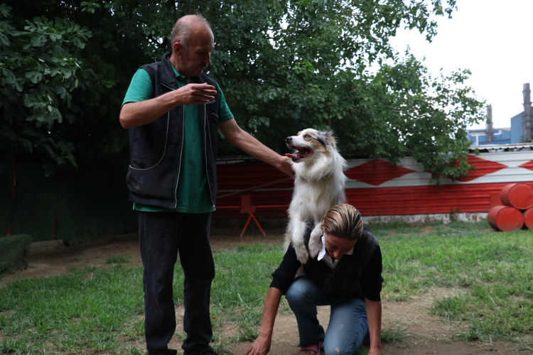 Bursa'da işitme engelli köpeği sahibi işaret komutlarıyla eğitti - Bursa Hayat Gazetesi-4