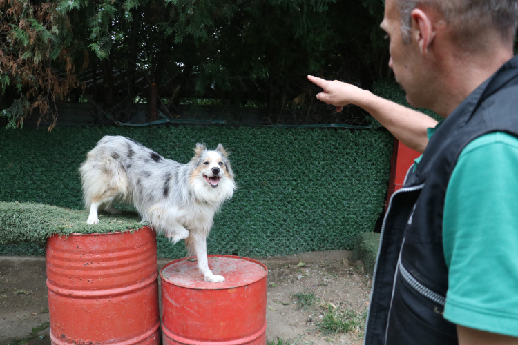 Bursa'da işitme engelli köpeği sahibi işaret komutlarıyla eğitti - Bursa Hayat Gazetesi-3