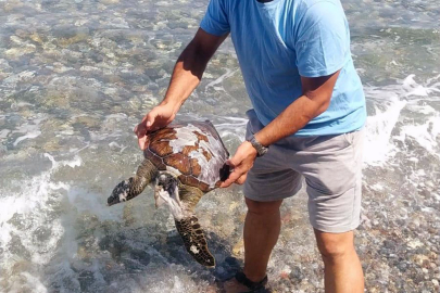 Muğla Datça'da yavru Caretta Caretta ölüsü kıyıya vurdu