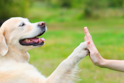 Köpeğinizi nasıl eğitmelisiniz? Temel köpek eğitim rehberi