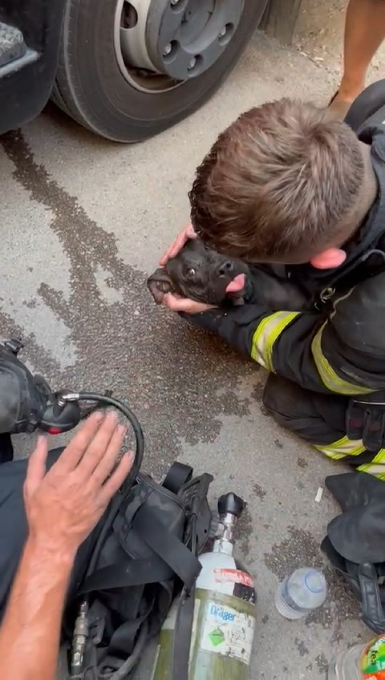 Bursa'da itfaiye yangında zehirlenen köpek için seferber oldu - Bursa Hayat Gazetesi-2