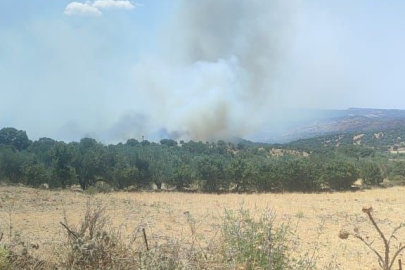 Ayvacık'ta zeytinlik alanda korkutan yangın!