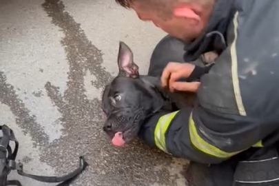 Bursa'da itfaiye yangında zehirlenen köpek için seferber oldu