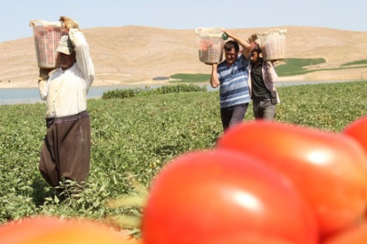 3 bin dönüme ekti: ''Gelin tarladan 8 liraya alın''