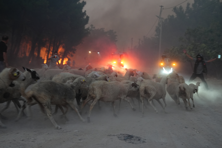 İzmir'de büyük orman yangını: Yerleşim yerleri tehdit altında mı? Bursa Hayat Gazetesi -4