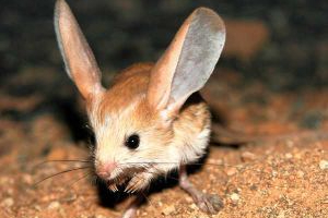 Kanguru faresi nedir? Kanguru faresi nerelerde yaşar?