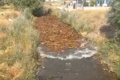 Muş Varto'da sel tarım alanlarına zarar verdi