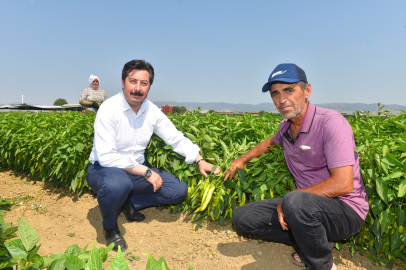 Bursa Yenişehir'de biber hasadı başladı