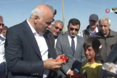 Diyarbakır'da kavurucu sıcakta işçilerin kurutmalık domates mesaisi başladı