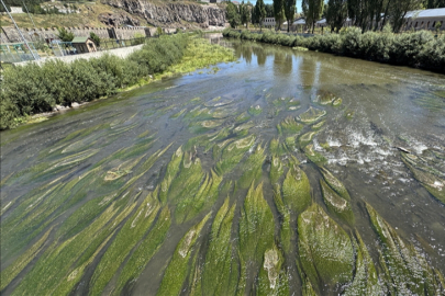 Suyu azalan Kura Nehri'ni yosun kapladı