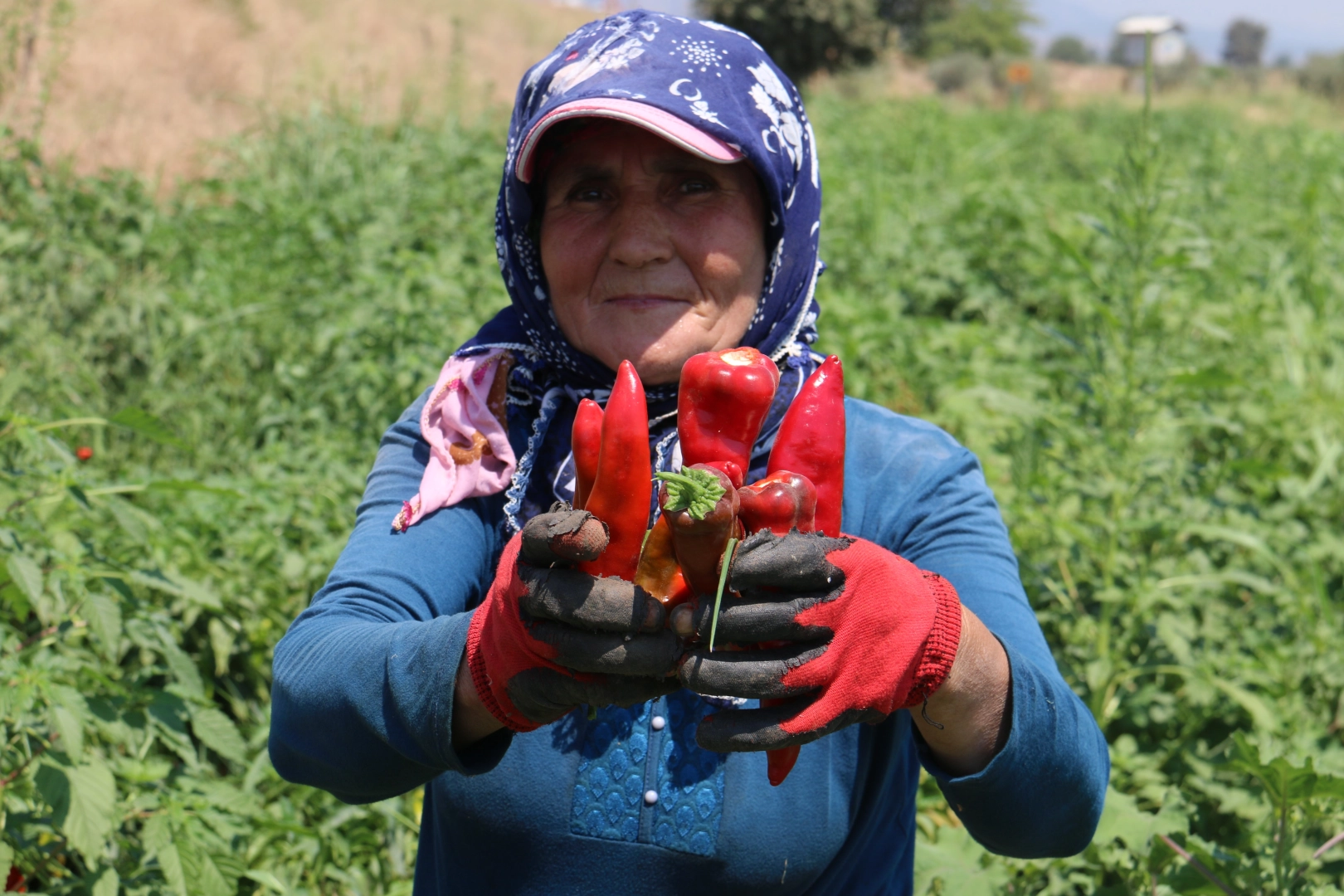 Kavurucu sıcakta acı hasat!