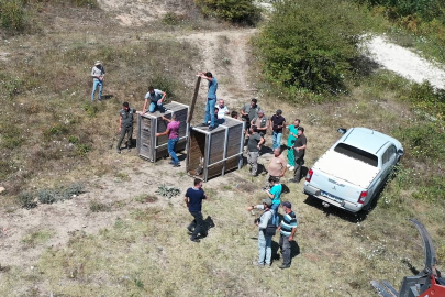 Bursa'da yaralı 2 kızıl geyik tedavilerinin ardından doğaya salındı