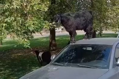 Bursa’da otomobilin üzerine çıkıp ağacın yapraklarını yedi