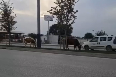 Bursa'da başıboş iki inek trafiği birbirine kattı!