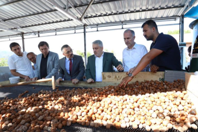 İnegöl'de ceviz hasadı rekor hedefliyor!