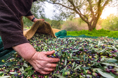 Marmarabirlik'te zeytin rekolte beyanı alımları sürüyor