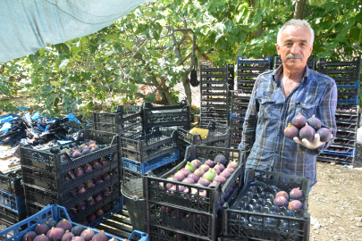 Bursa siyah incirinin yeni adresi: Ürünlü Köyü