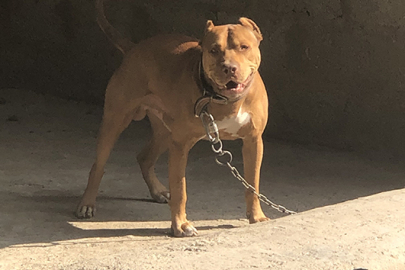 Pitbull cinsi köpekler neden ağızlıkla gezdirilmeli?