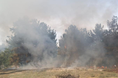 Mudanya'da orman yangını tehlikesi atlatıldı!