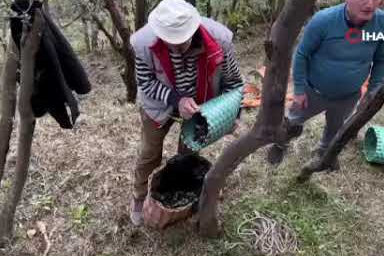 Dik yamaçlarda zeytin hasadı!