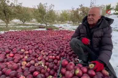 Kar altında elma hasadı!