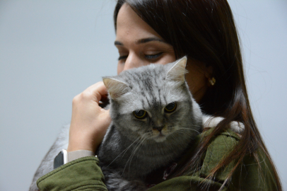 Günde 100 kez hapşıran Şahika isimli kedi tedaviyle sağlığına kavuştu