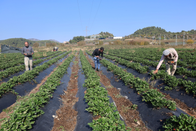 Çilekte son hasat! Fiyatı 3 kat arttı