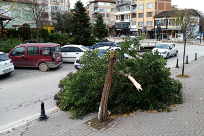 Bursa'da lodos nedeniyle ağaç ikiye ayrıldı