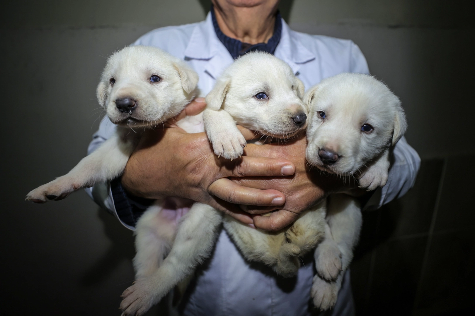 Bursa'da kangal ve akbaş ırkları safkan olarak üretiliyor