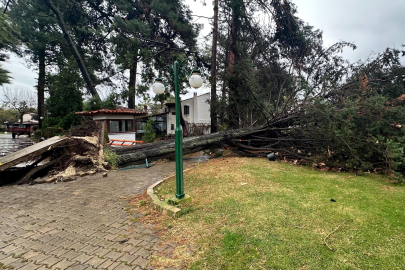 Bursa İznik'te çam ağacının devrilmesi sitede panik yarattı