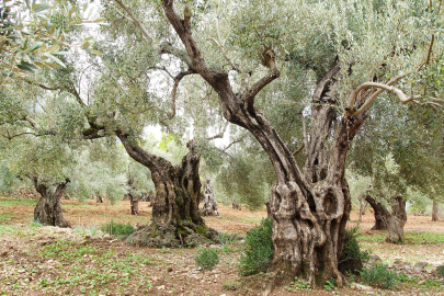 Türkiye zeytin üretiminde dünyada lider olma yolunda ilerliyor