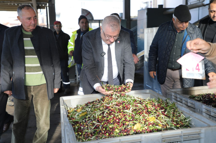 Edremit'te zeytin hasadı tam gaz devam ediyor!-Bursa Hayat Gazetesi-2