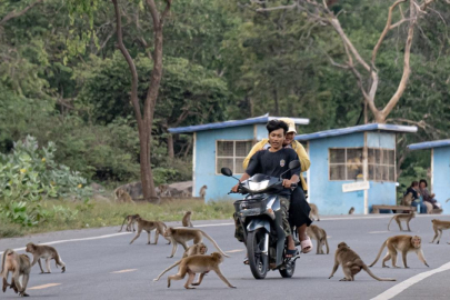 Tayland'da maymunlarla yaşayan şehir: Lopburi