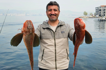 Bursalı amatör balıkçı, 6,5 kiloluk kırlangıç balığı yakaladı