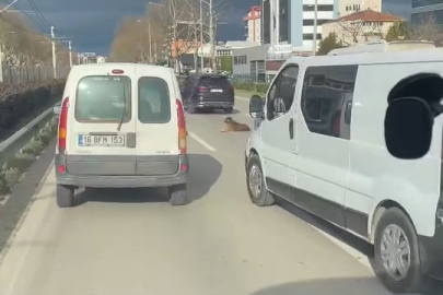 Bursa’da yolda oturan köpek, trafiği kilitledi