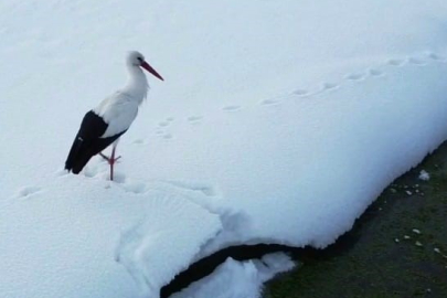 Van’da göç etmeyen 2 leylek dondurucu soğuğa direniyor